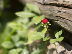 Urban-Gardening5.jpg